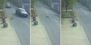 china-dog-hit-car.webp.jpeg